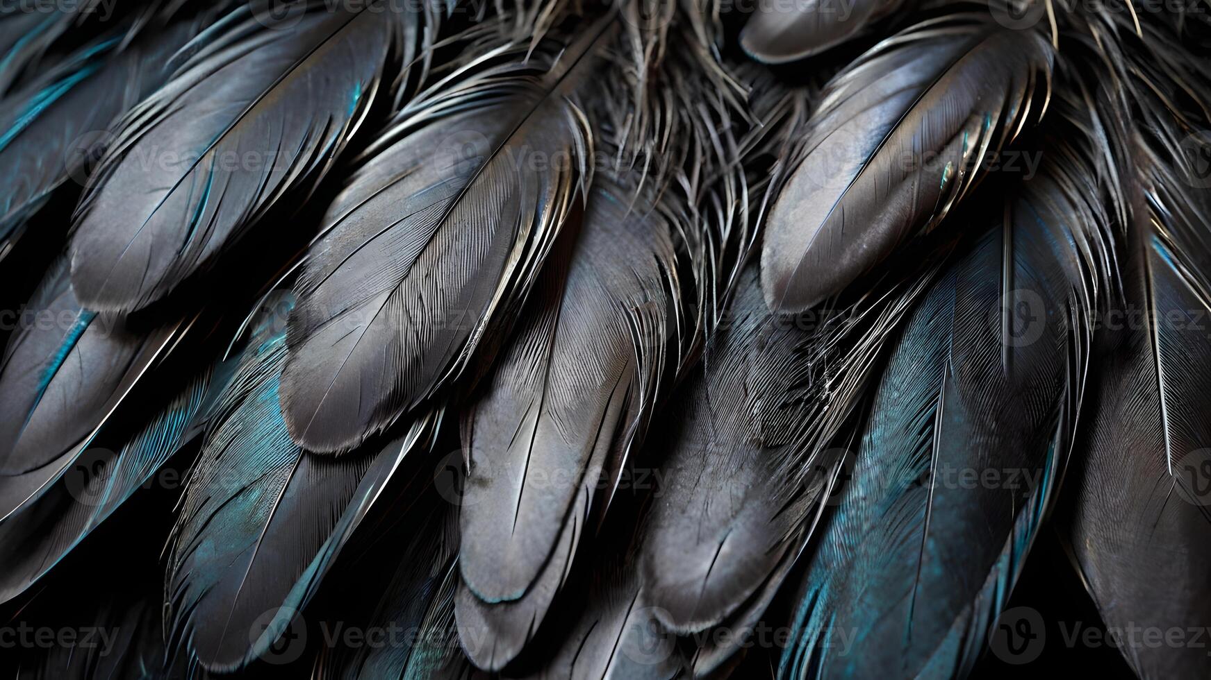 Close Up of Black Bird Feathers Background Texture photo
