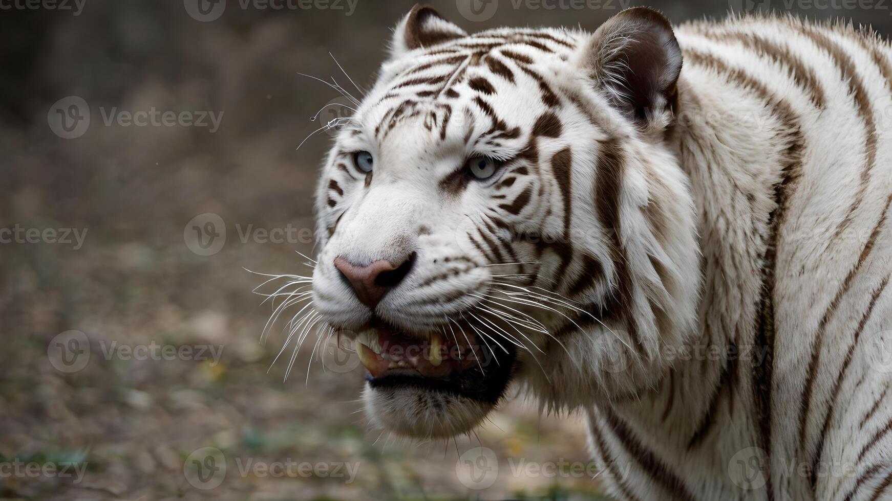 A Close Up of a White Tiger Growling photo