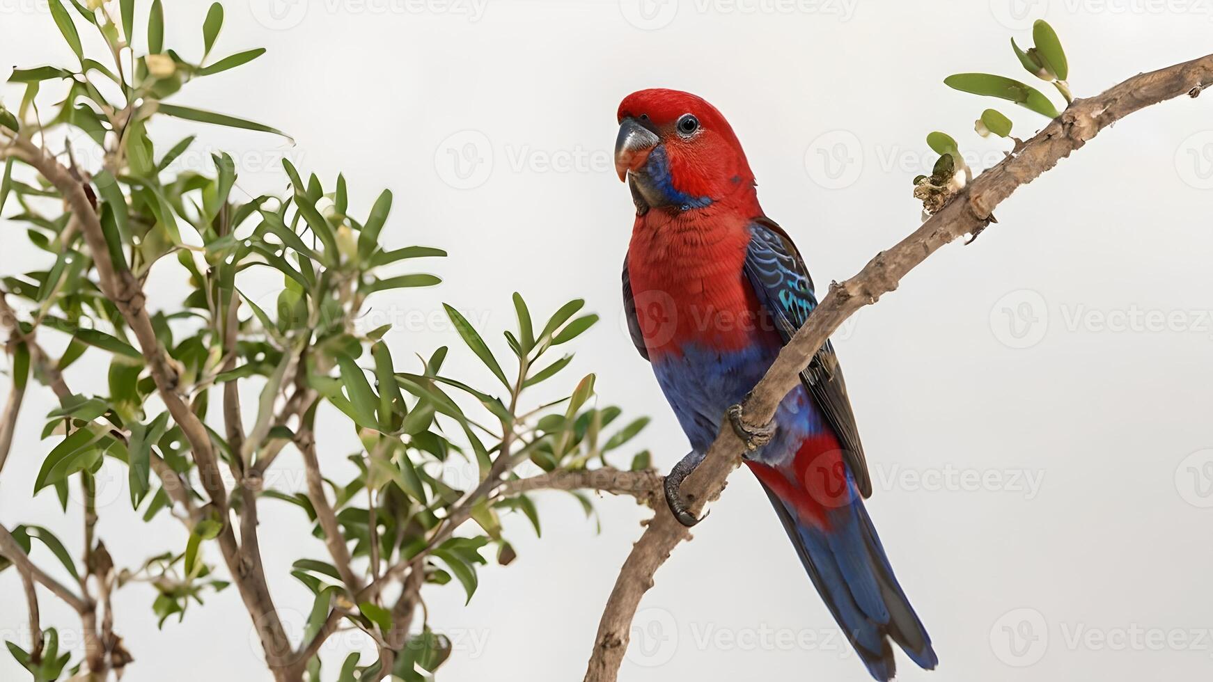 A Red Collared Lorikeet Perched on a Branch Against a White Background photo