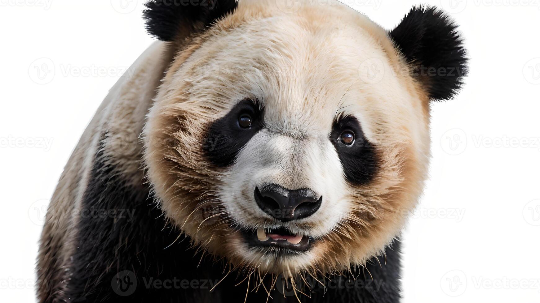 Close up of a Panda Bear's Face with a White Background photo