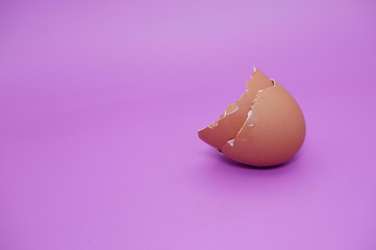 an egg shell isolated on purple background photo
