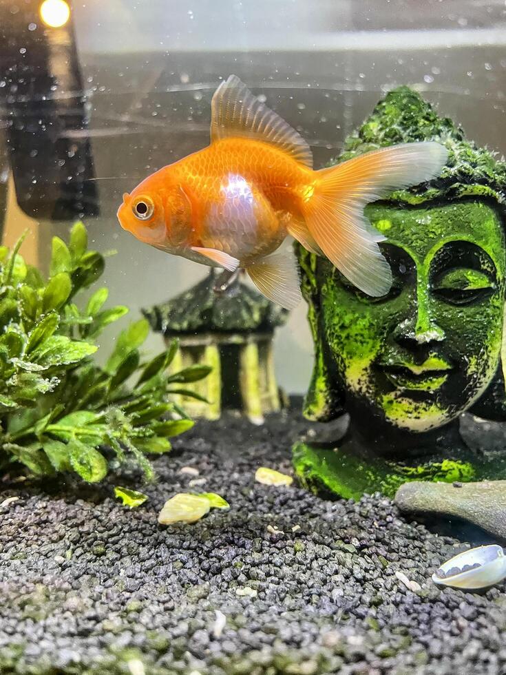 Red crucian carp swimming in an aquarium photo