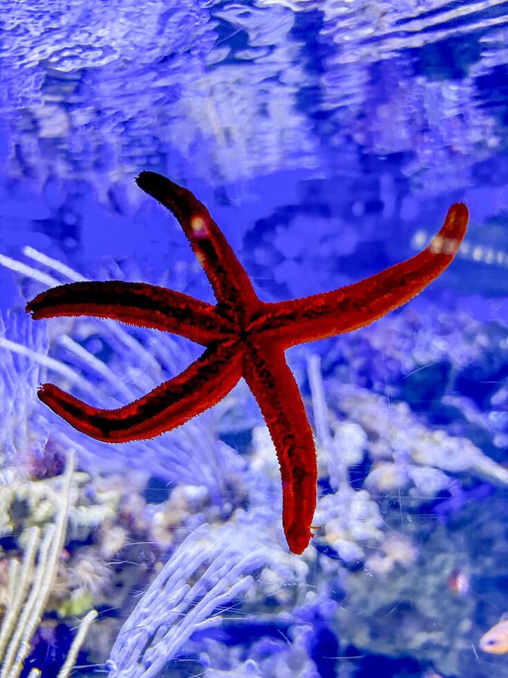 Starfish glued to the window of an aquarium photo