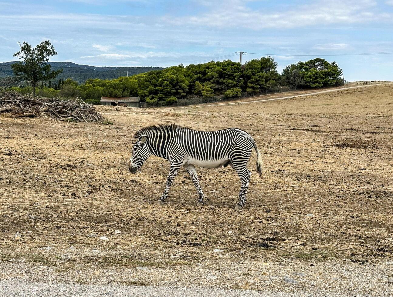 Zebra animal in the wild photo