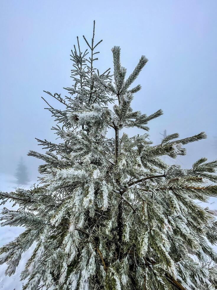 Fir tree covered in frozen snow on a cold winter day photo