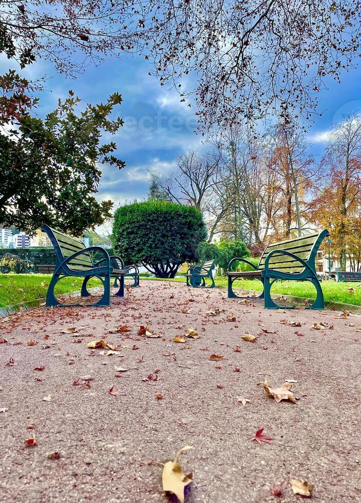 Benches in a park with colorful fallen leaves, trees and blue sky in autumn photo