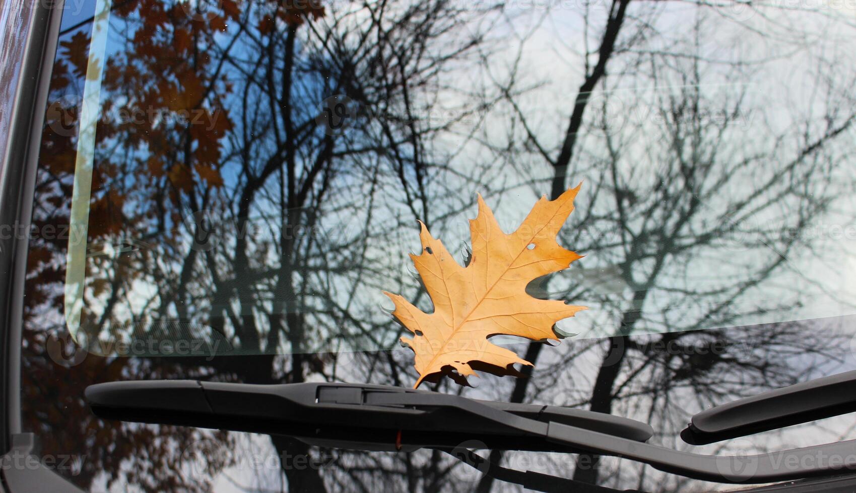 Brown fallen leaf under car wiper on windshield with naked trees reflection photo