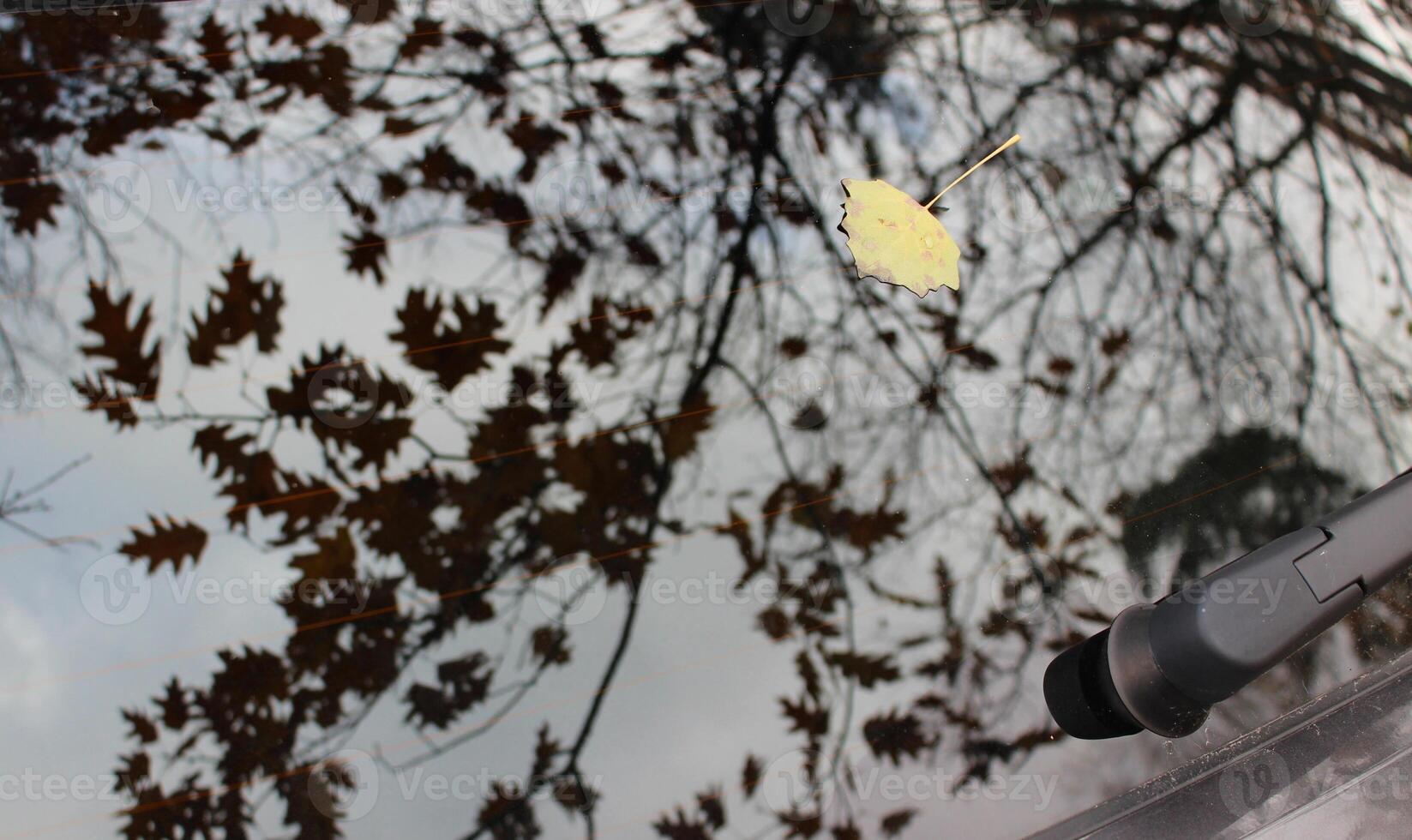 Small Pale Yellow Leaf On A Rear Car Window photo