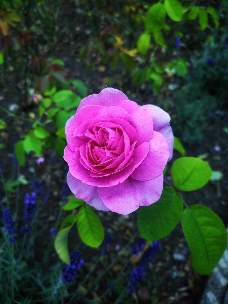 A SINGLE PINK ENGLISH ROSE IN FULL BLOOM WITH DEW photo