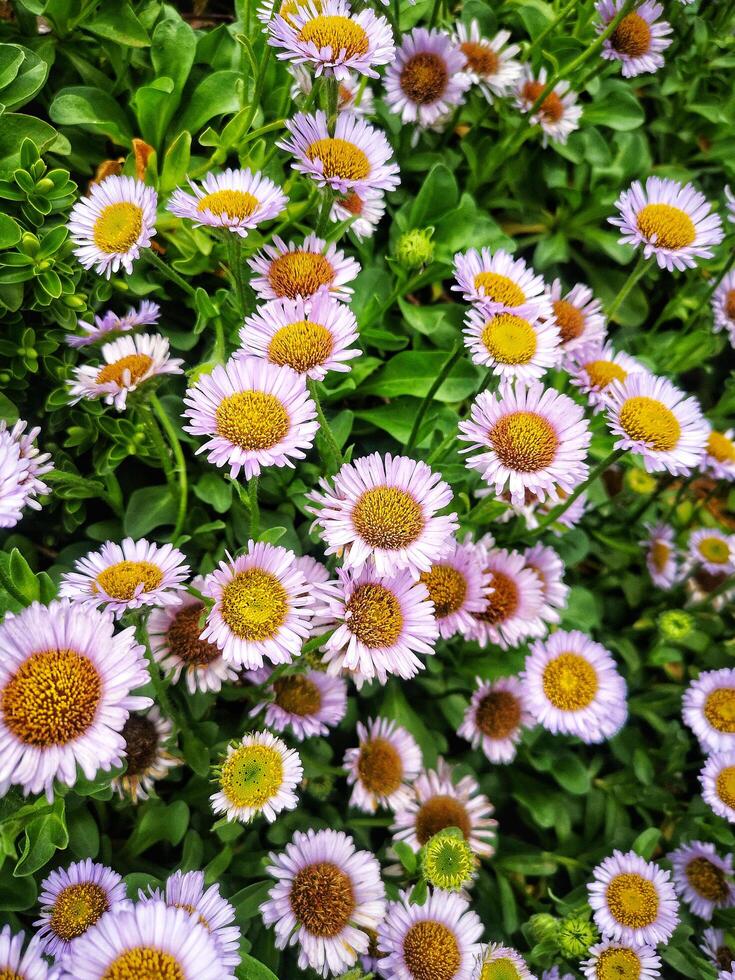CLOSE UP SHOT OF ENGLISH DAISIES IN SUMMER photo