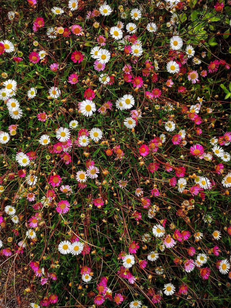 PATCH OF ENGLISH WILDFLOWER DAISIES photo