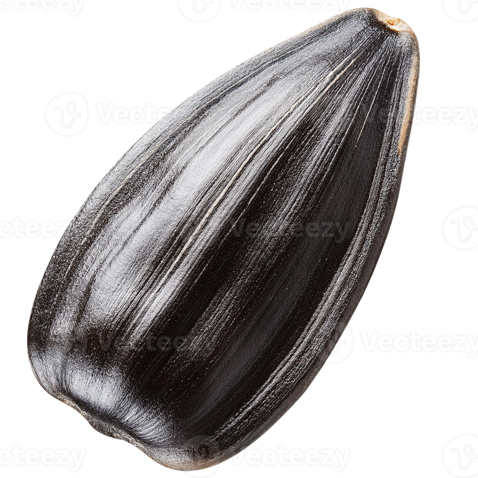 Sunflower seed isolate on transparent background. png
