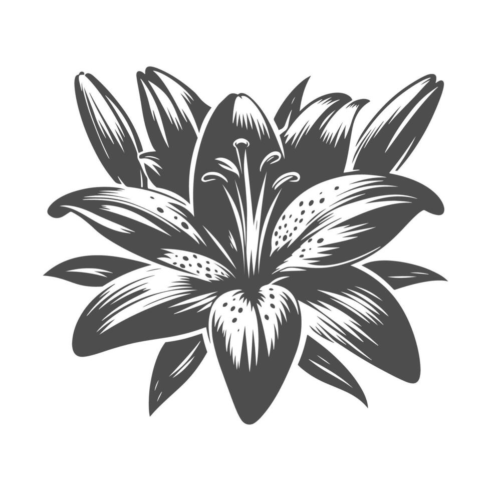 Lily flower silhouette with bud, leaves artwork on isolated white background. vector