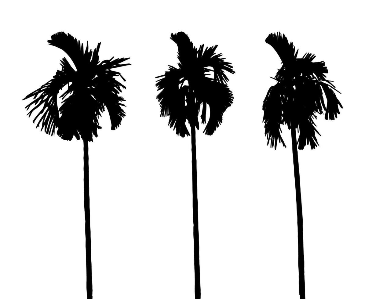 Areca Nut Tree Silhouette - Supari Tree Graphic vector