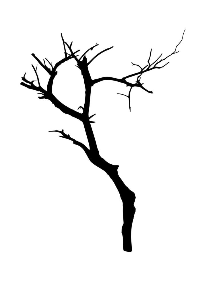 Silhouette of Dry Tree Without Leaves vector