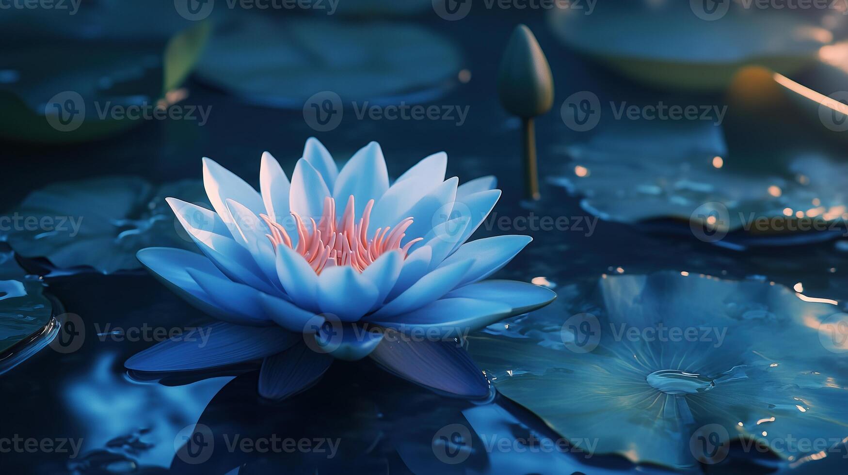 zen lotus flower blue photo