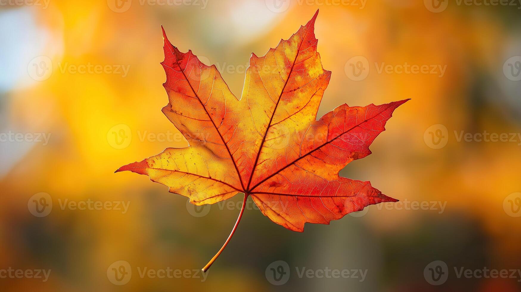 Vibrant autumn maple leaf photo