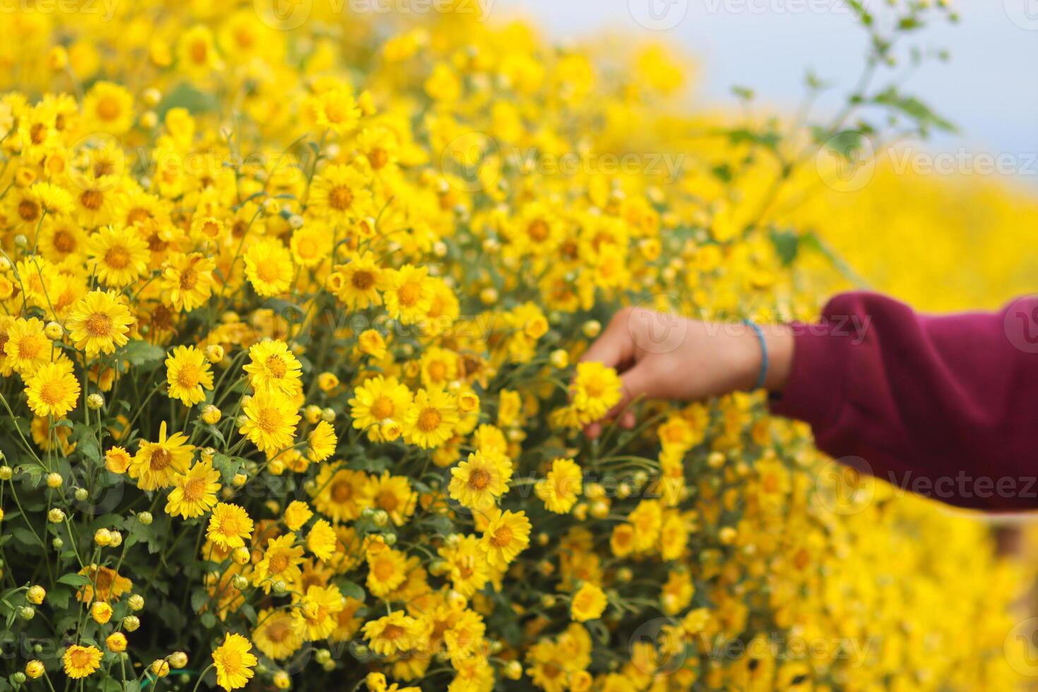 Farmers walk in bright yellow chrysanthemum fields and are harvesting chrysanthemum flowers for drying and making chrysanthemum herbal tea and selling them to tourists visiting the gardens. photo