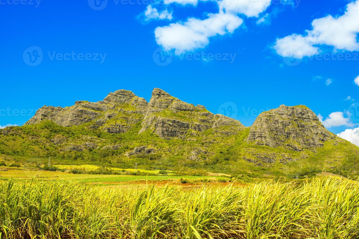 Tropical landscape of sugar cane plantations on the island of Mauritius photo