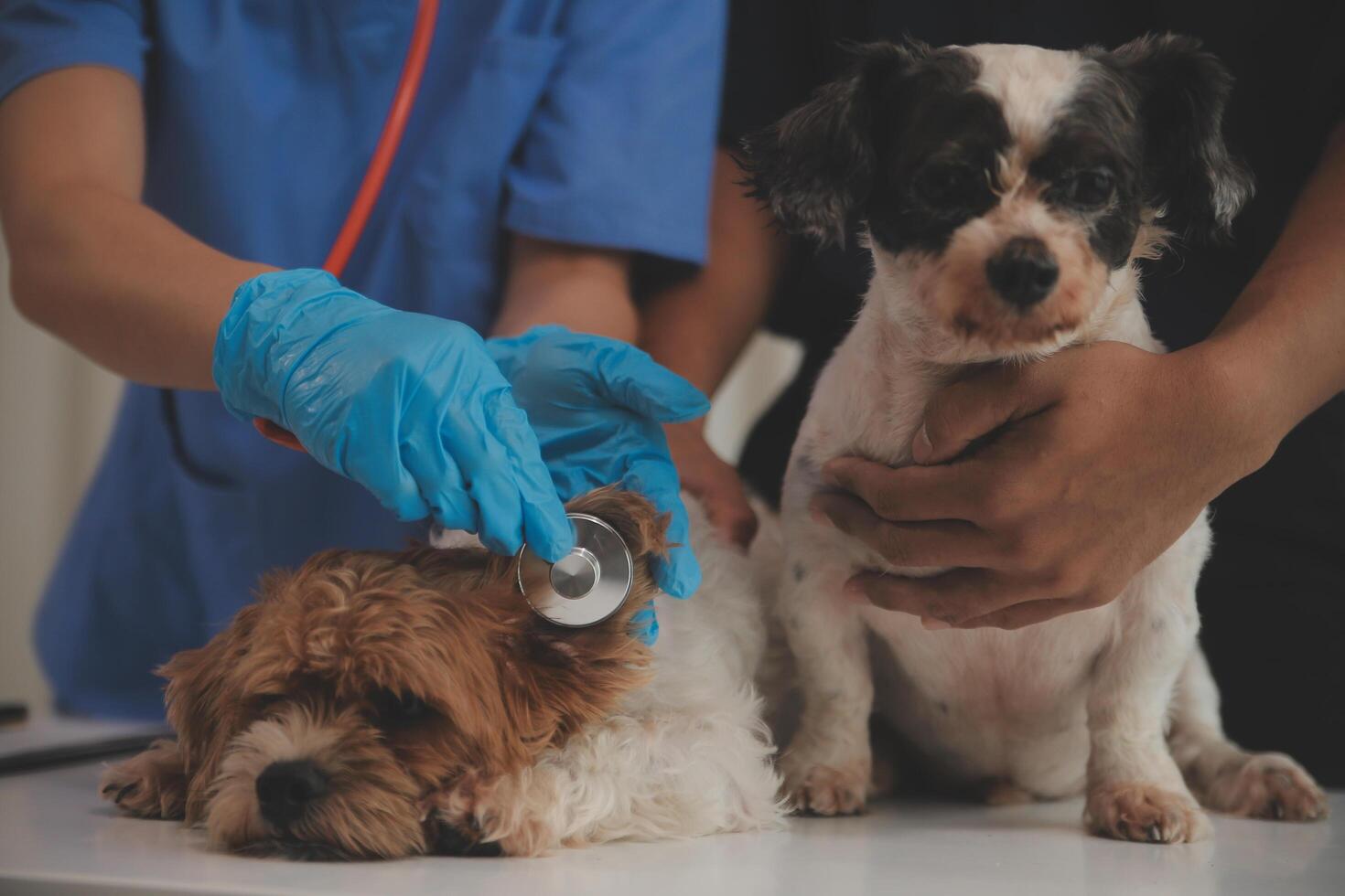At a modern veterinary clinic a puppy sits on an examination table. Meanwhile a female veterinarian photo