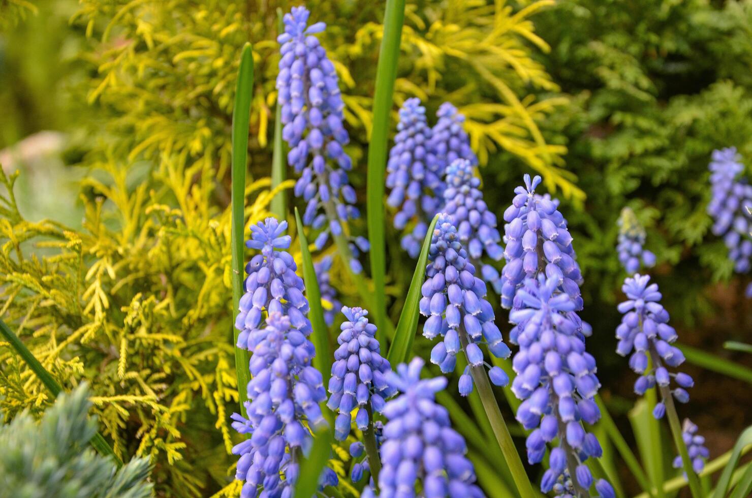 blooming blue flowers a sign of the approaching spring photo
