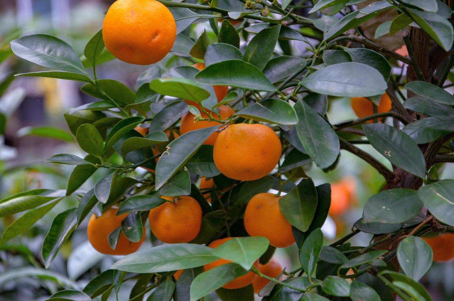 oranges on the tree photo