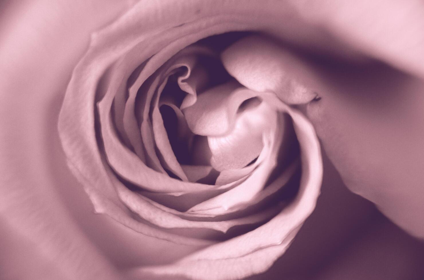 pink expanded rose - the photo can be a background