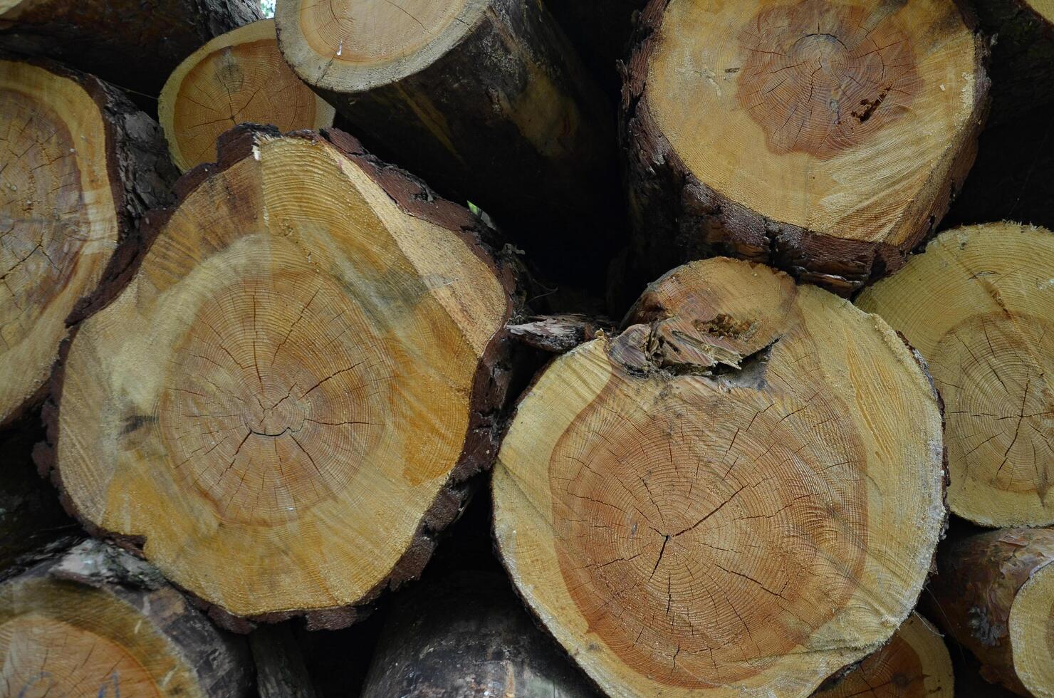 Round timber stock. Lumber-camp of pine. Mass deforestation. Freshly cut tree logs piled up. Harvesting of wood photo