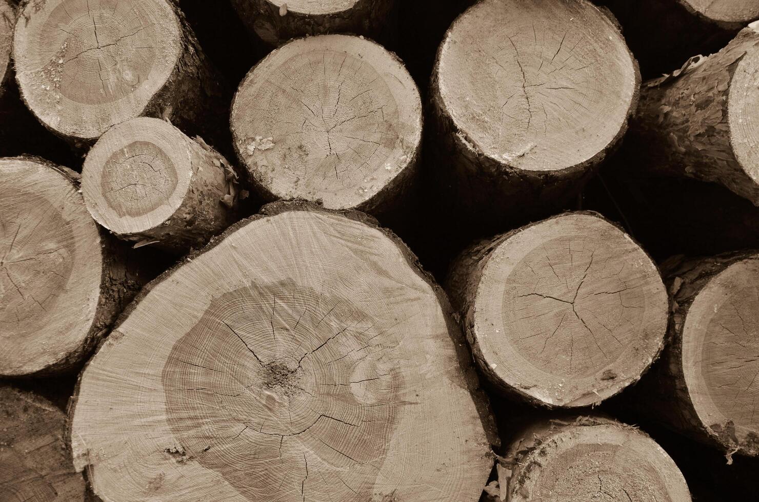 A wood material logging. Round timber stock. Lumber-camp of pine. Mass deforestation. Freshly cut tree logs piled up. Harvesting of wood. photo