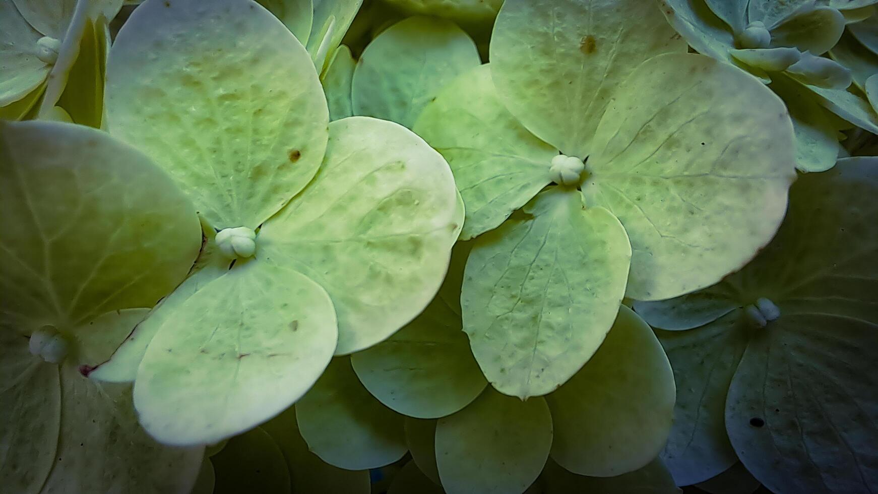 Hydrangea flower petals - cool and interesting background photo
