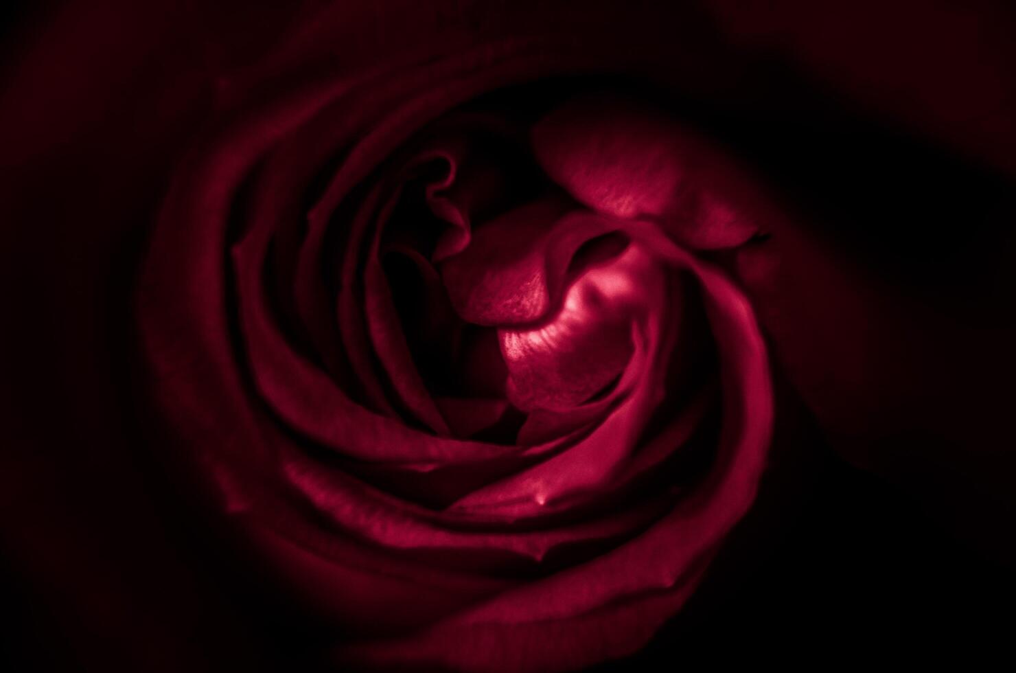 red expanded rose - the photo can be a background