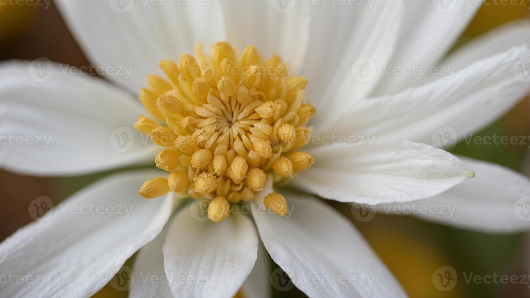 A tight shot of a white bloom featuring a yellow pistil and yellow anther at its core. photo