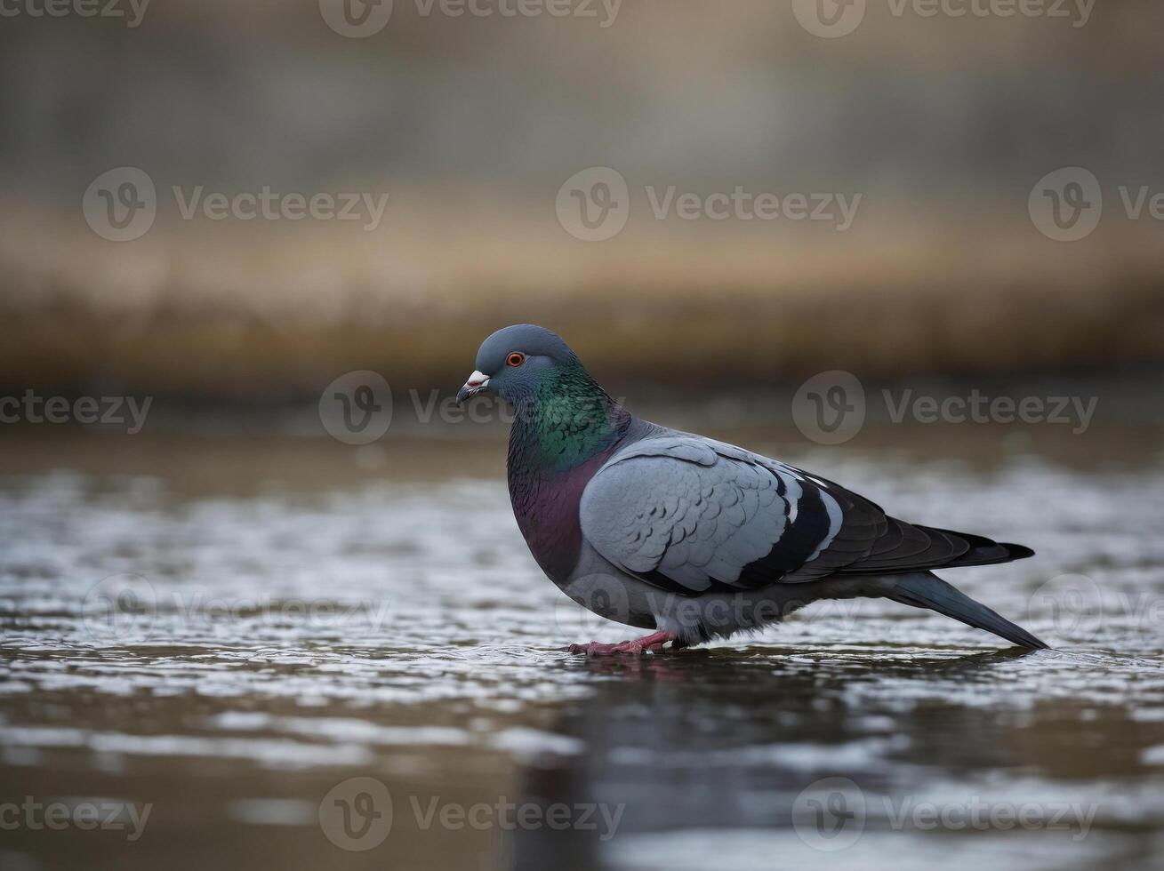 Rock pigeon drinking in shallow water with blurred background. photo