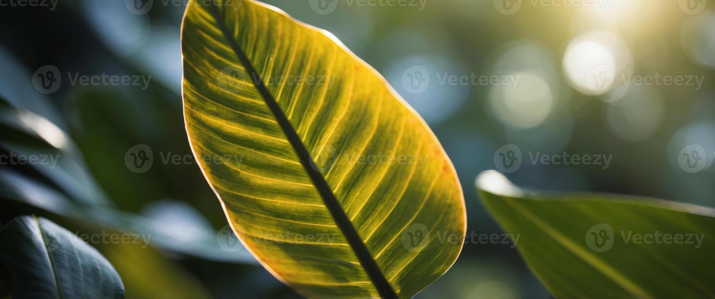 Close-up of tropic leaf with partial sunlight on it. photo