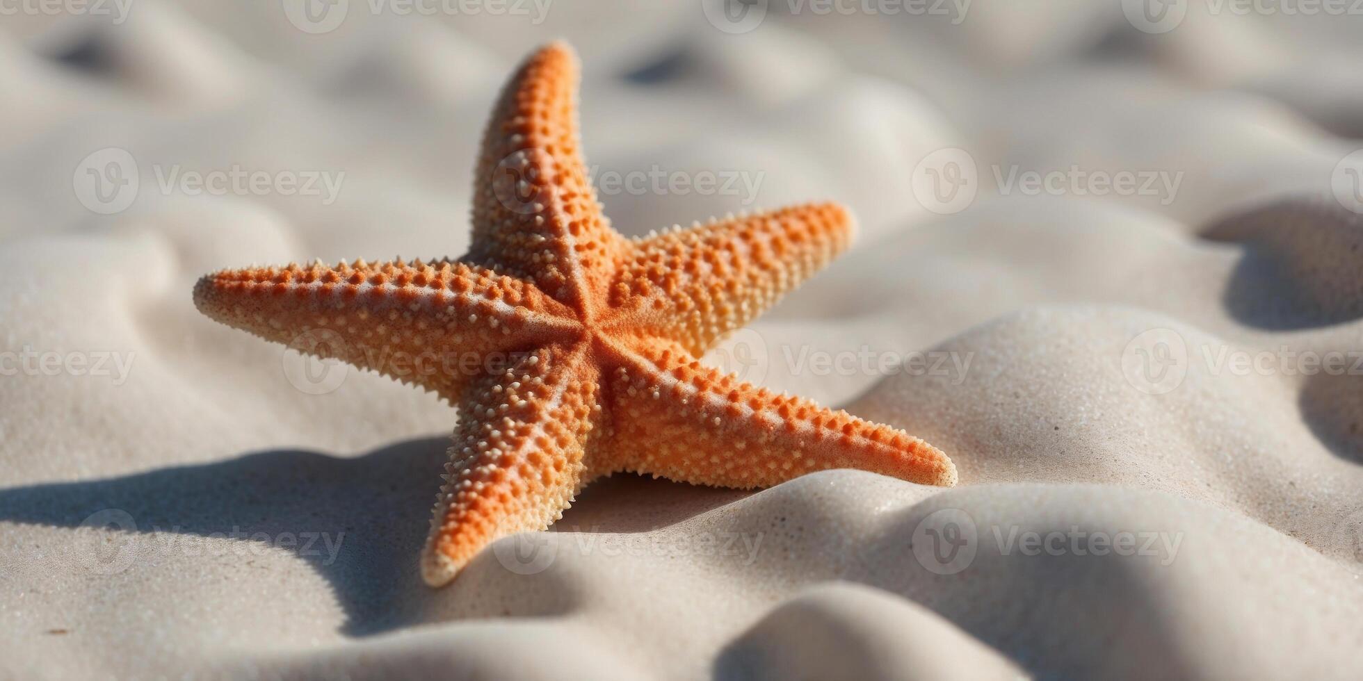 Starfish resting peacefully on the pristine white sand. photo