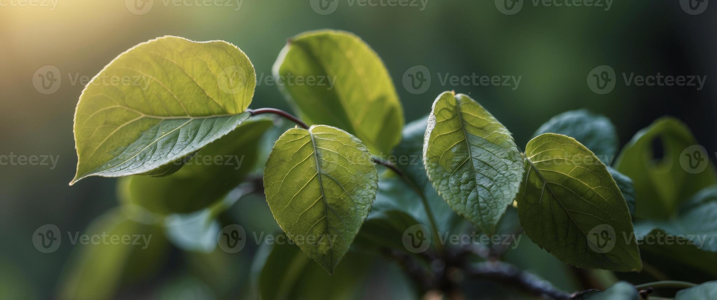 Fresh green leaves in morning light close-up. photo