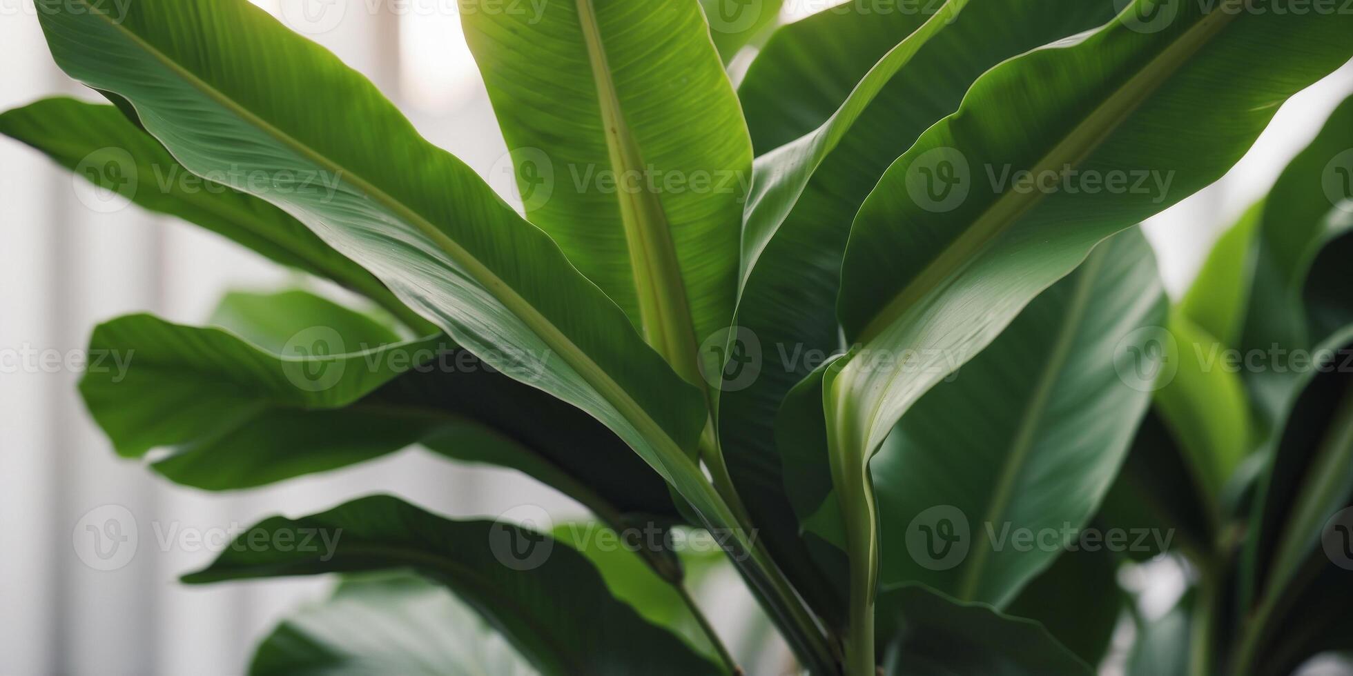 fresh green banana leaves tropical background. photo