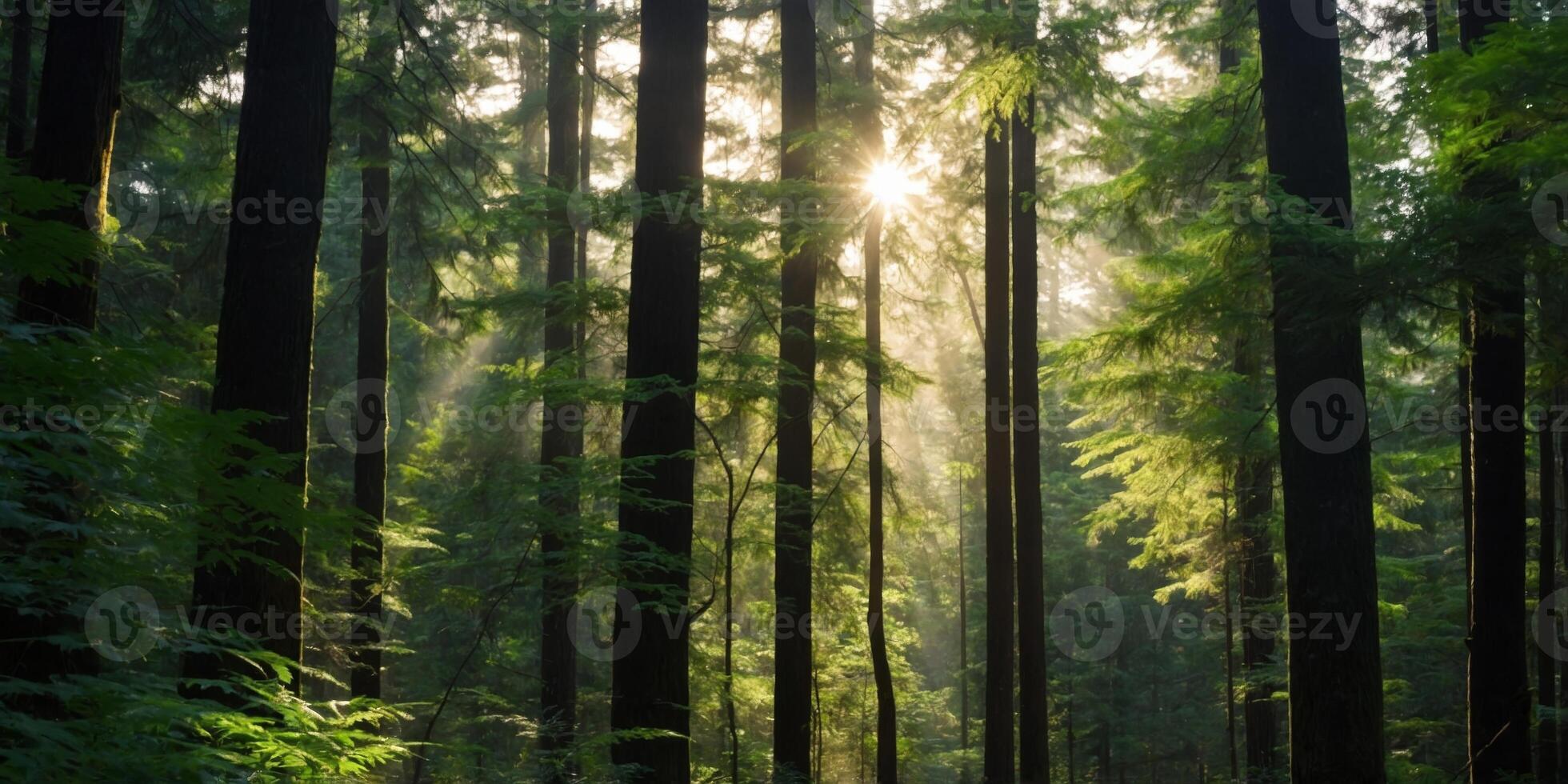 Sunlight Streaming Through the Lush Evergreen Forest Canopy Creating a Magical and Atmospheric Scene of Nature s Beauty and Serenity. photo