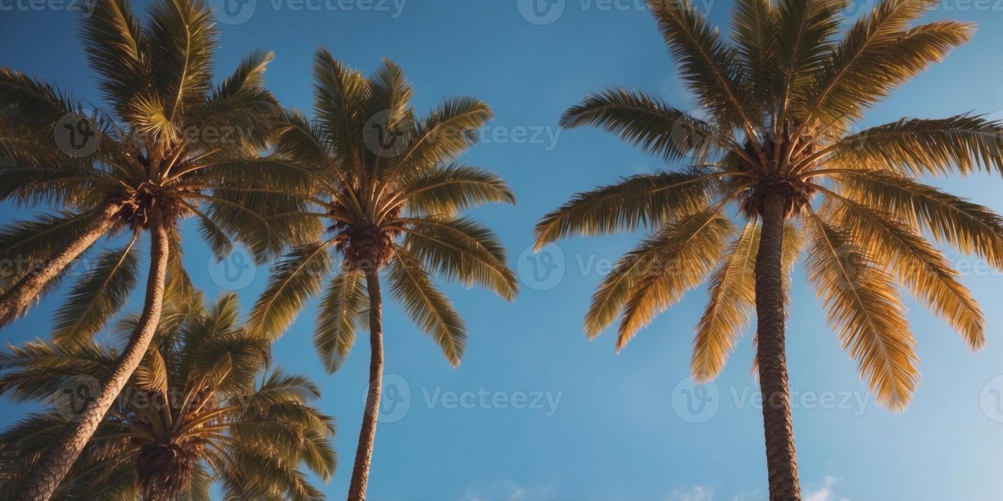 Two tall palms over the blue sky on sunny day. photo