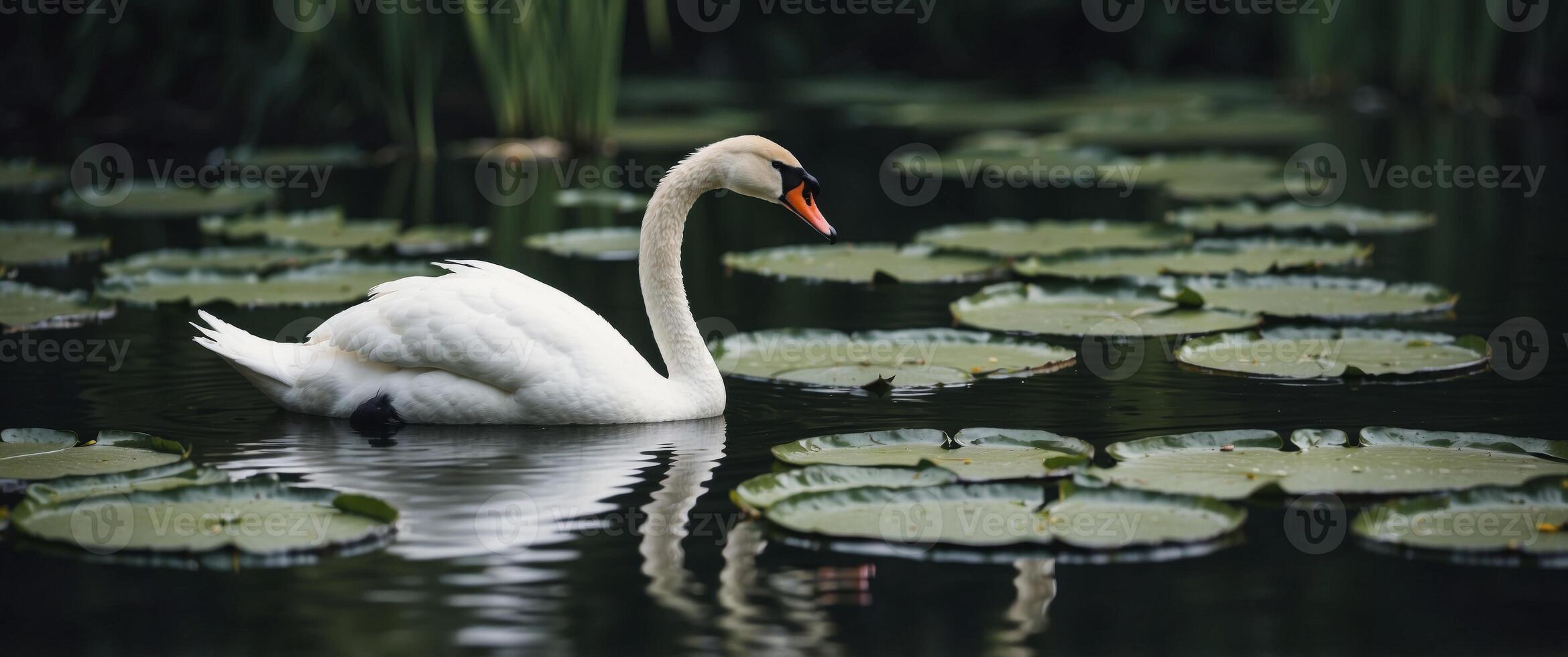 Swan's serene journey through lily pad-covered waters minimalist art media by magazine. photo