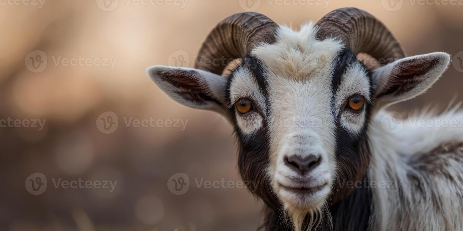 a close up of a small goat with a big horn. photo