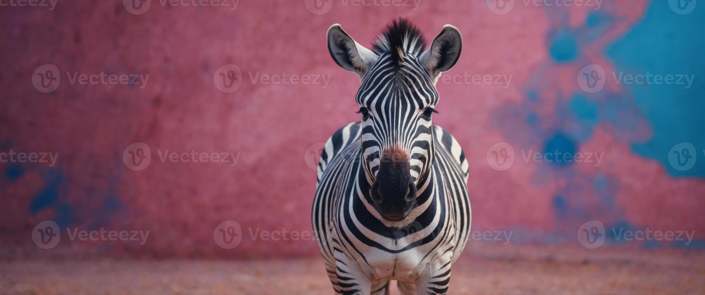 A zebra standing in front of a pink and blue background. photo