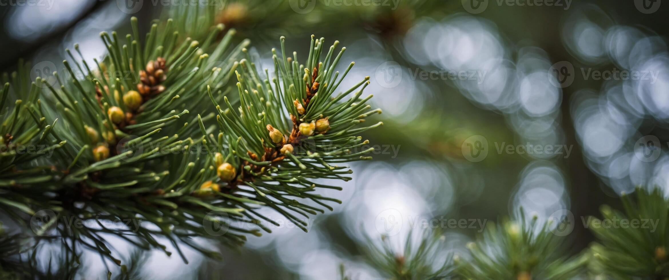 closeup shot of pine buds full of pollen. photo