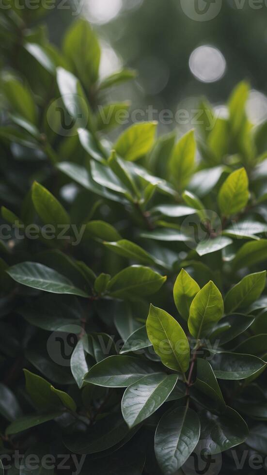 Natural green background of laurel leaves. photo