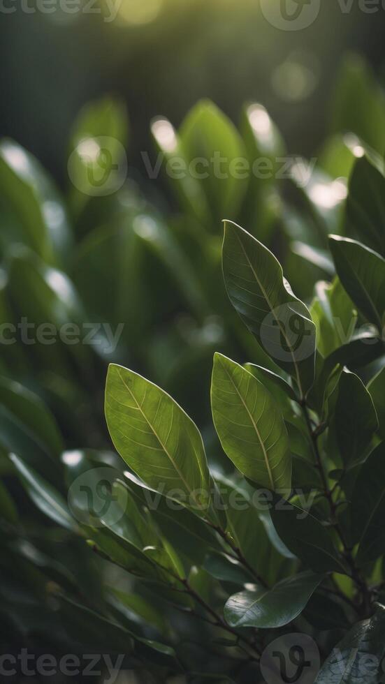 Natural green background of laurel leaves. photo