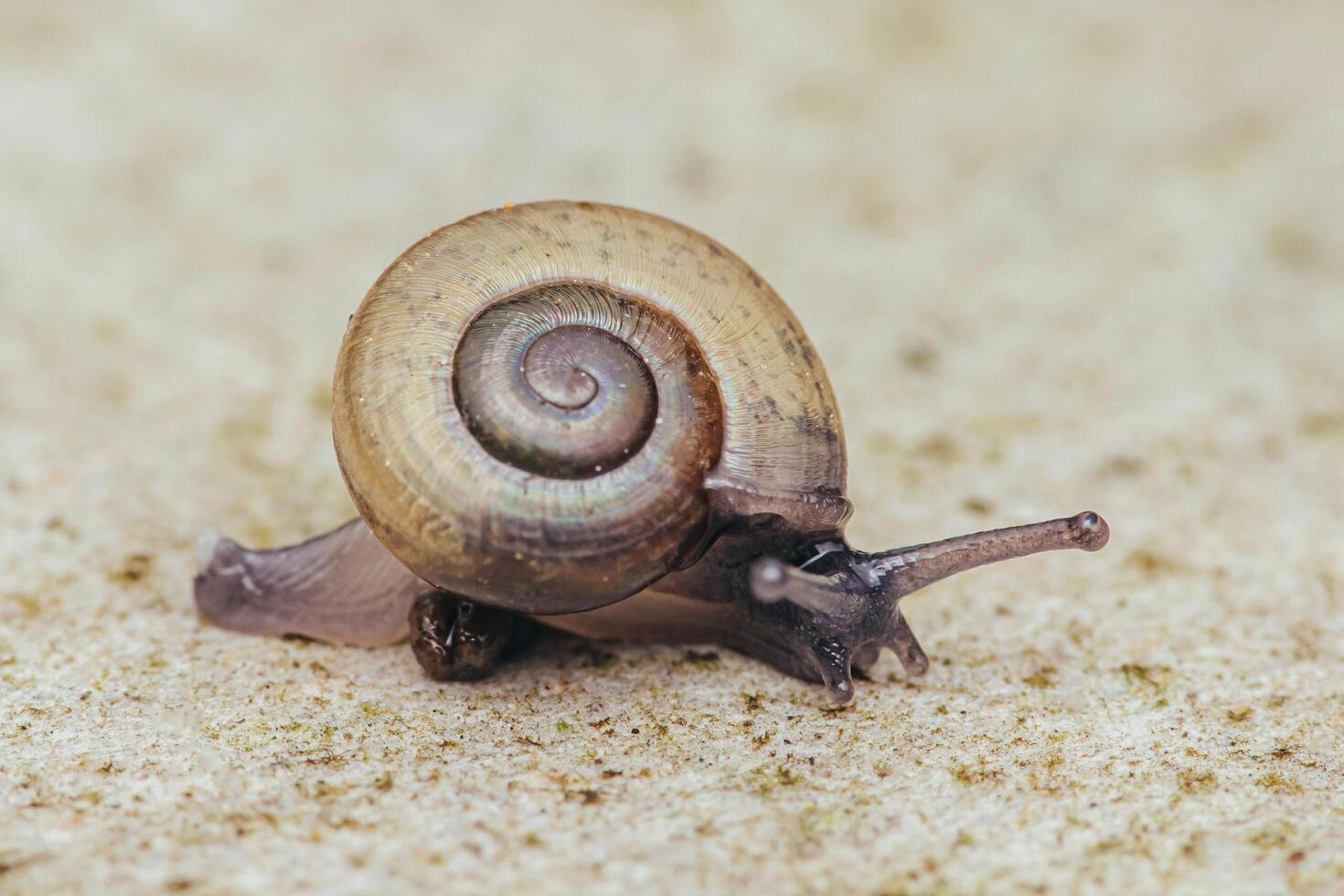 Asian Tramp Snail on floor. photo