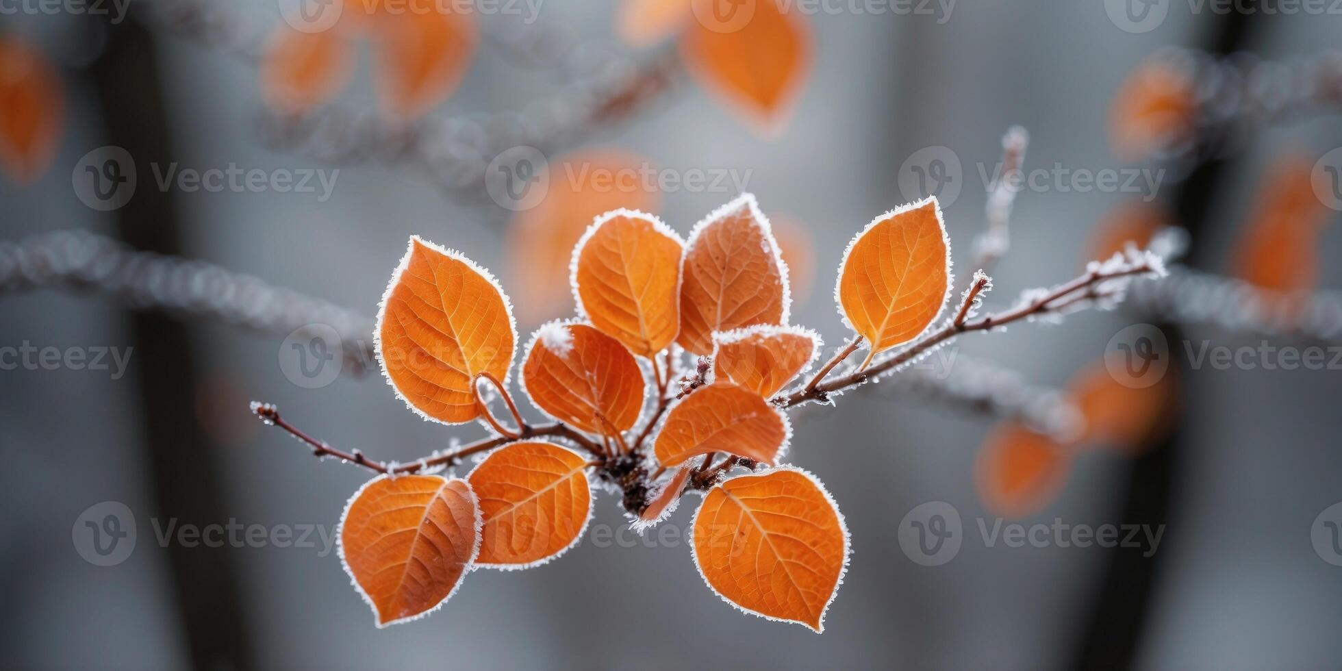 Beautiful colorful nature with bright orange leaves covered with frost in late autumn or early winter. photo