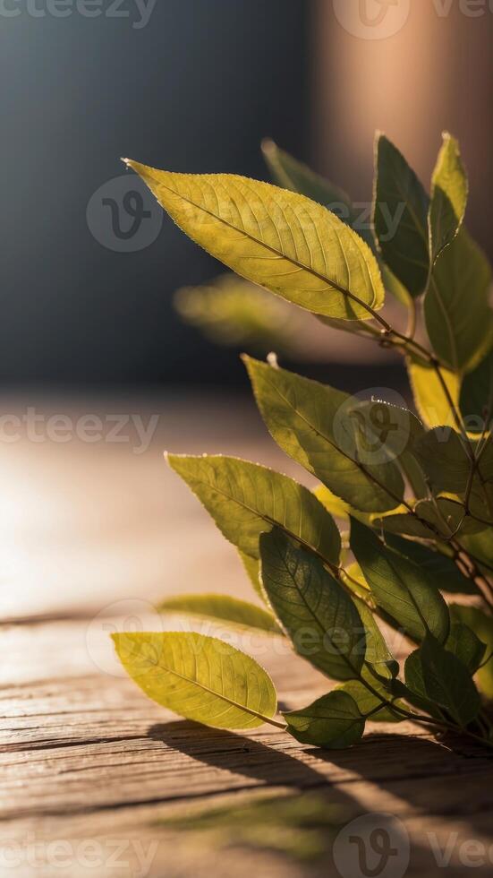 An wooden background with a shadow of a leaf on it. photo