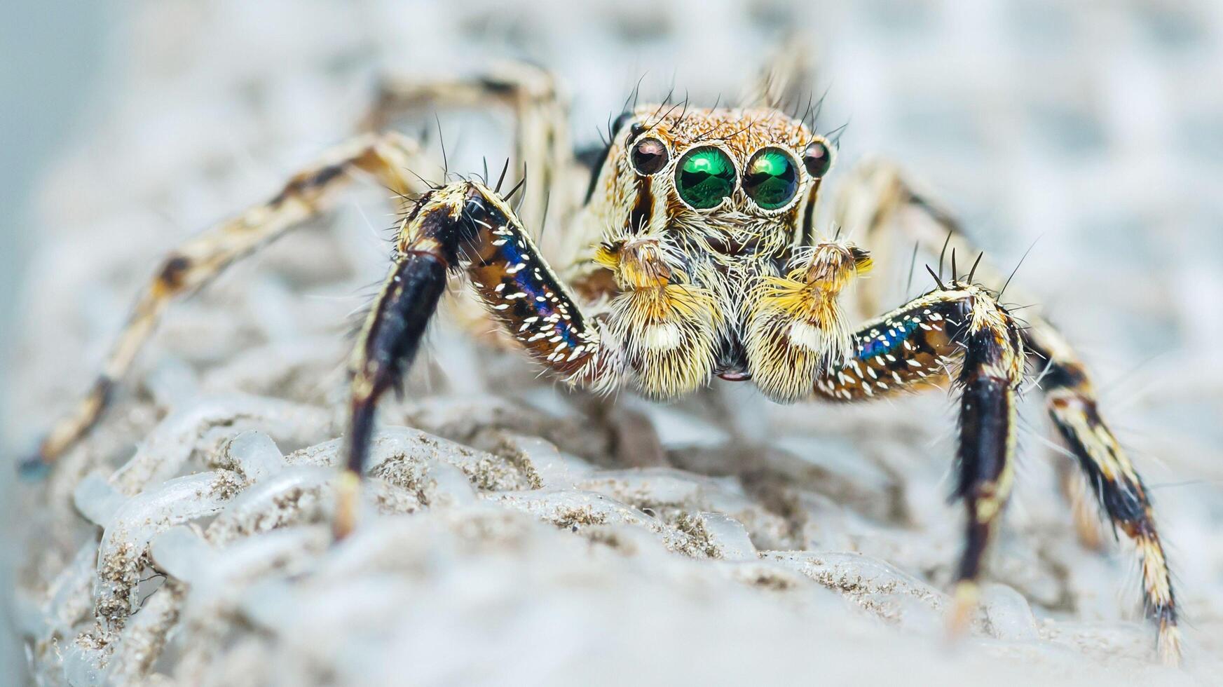 Jumping spider standing on wire screen showing its green eyes. photo