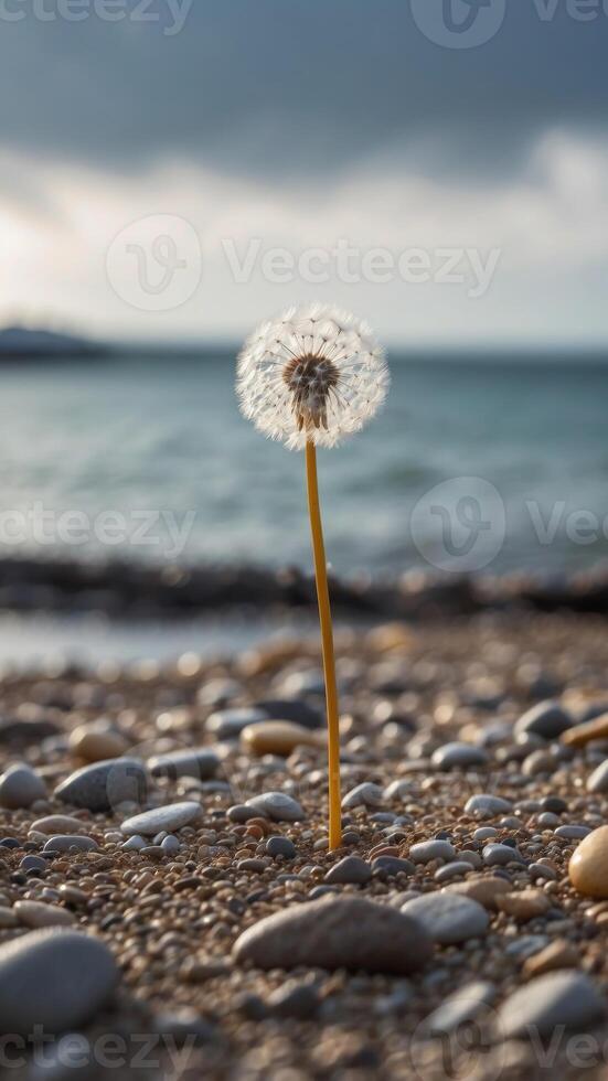 Dandelion on a pebble beach with calm sea and cloudy sky. photo